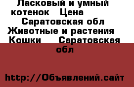  Ласковый и умный  котенок › Цена ­ 1 000 - Саратовская обл. Животные и растения » Кошки   . Саратовская обл.